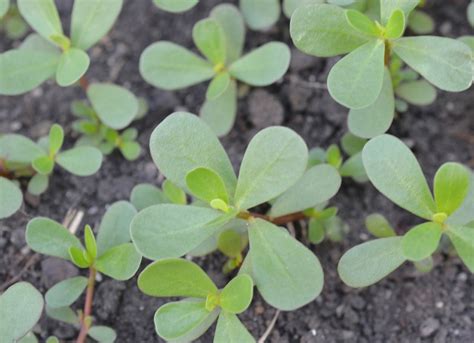 fotografija svežih listov portulaka pripravljenih za solato