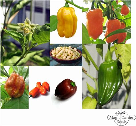 Infografika o sorti čilija Habanero