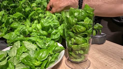 Tematska fotografija veganskega bazilikinega pesta v skodelici zraven sveže bazilike