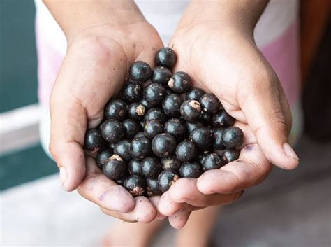 Tematska fotografija: Acai jagode na palmi v amazonskem pragozdu
