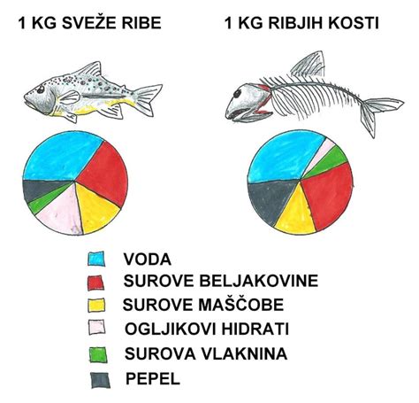 shema priprave domače ribje osnove z uporabo ribjih ostankov in kozic