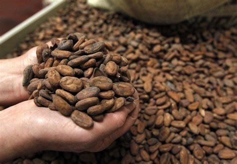 fotografija kakavovih zrn z otoka São Tomé