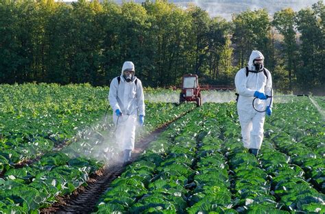Fotografija masovne pridelave kakava s pesticidi in onesnaženjem