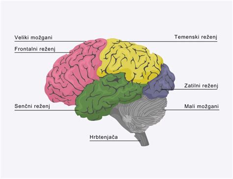 Shema možganov in živčnega sistema hobotnice