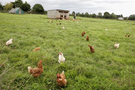 Infographic showing happy chickens in a free-range farm setting