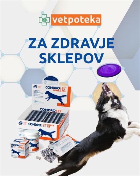 Tematska fotografija srečnega psa, ki uživa ob kuhanem mesnem obroku