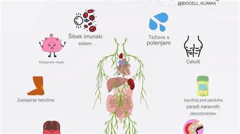 Infografika: dejavniki nastanka celulita (genetika, hormoni, življenjski slog, limfni sistem, starost)