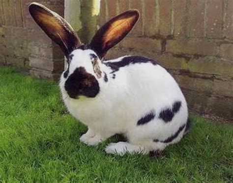 Ilustracija ali fotografija dveh pečenih in ohlajenih biskvitnih plasti, pripravljenih za nadaljnjo obdelavo.