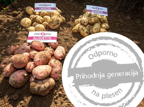 prikaz narezanega krompirja z dodanim kisom