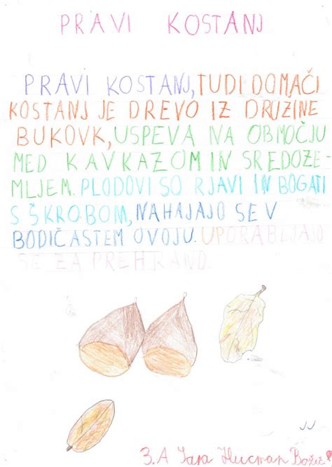 ilustracija izbire in nakupa kostanja, s poudarkom na čvrsti in sijoči lupini