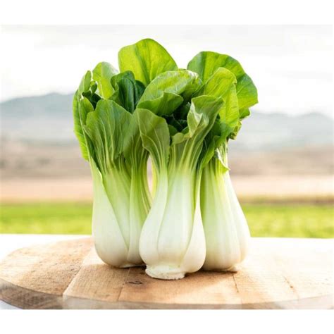 Fotografija: Pak choi (pekinško zelje) na gredi