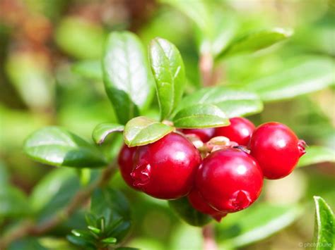 Ilustracija plodov ameriške brusnice.