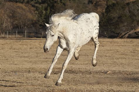Raznolikost menija Hot Horse