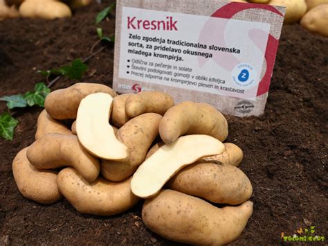 Fotografija sorte krompirja Kresnik (kifeljčar) z značilnimi rogljičastimi gomolji.