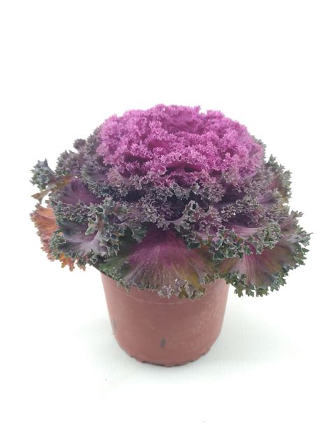Fotografija različnih sort okrasnega zelja (Brassica oleracea) z živahnimi barvami listov