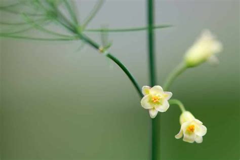 Photo of asparagus flowers