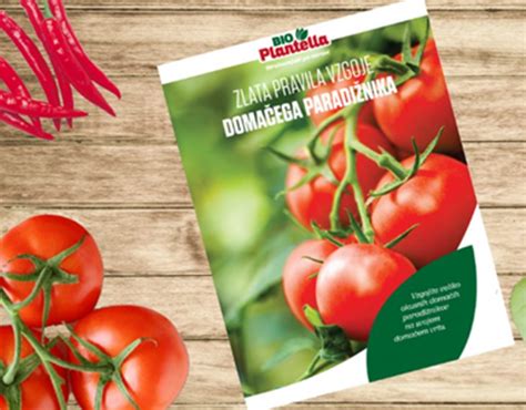 Infografika: nasveti za izbiro in pripravo paradižnika