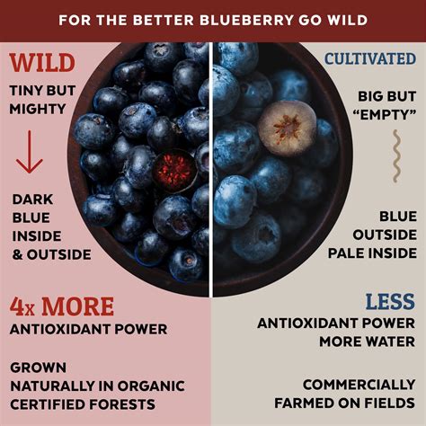Infographic comparing the appearance, size, and flesh color of wild European blueberries and cultivated American blueberries.