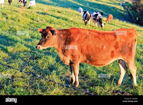 Thematic photo of a young bull or steer (junec) on a pasture
