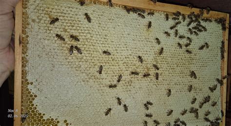 Ilustracija procesa nanosa aktivne pene na avtomobil, ki prikazuje gosto belo peno, ki prekriva karoserijo.