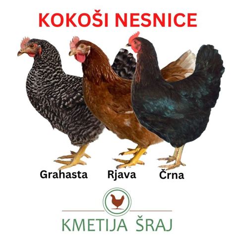 Infografika o sestavi krme za kokoši nesnice