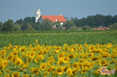 Razgled na prekmurska polja in vinograde