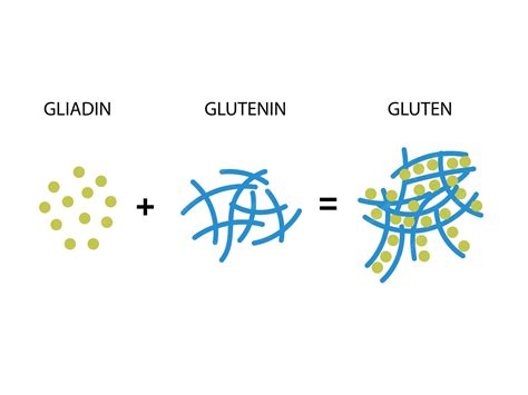 Infographic showing the chemical process of gluten formation