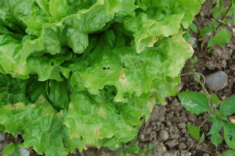 slika okroglih florentincev, potopljenih v čokolado na spodnji strani