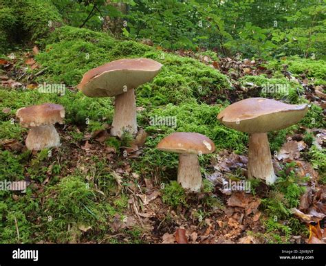 Thematic photo of porcini mushrooms in a forest or on a table