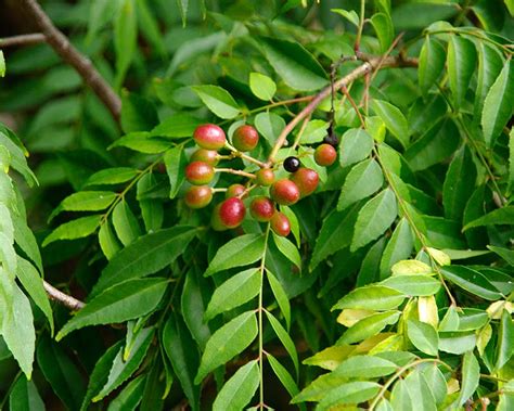 Thematic photo of Murraya koenigii plant