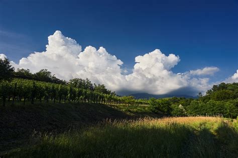 Tematska fotografija: Polje eksotične zelenjave v Vipavski dolini