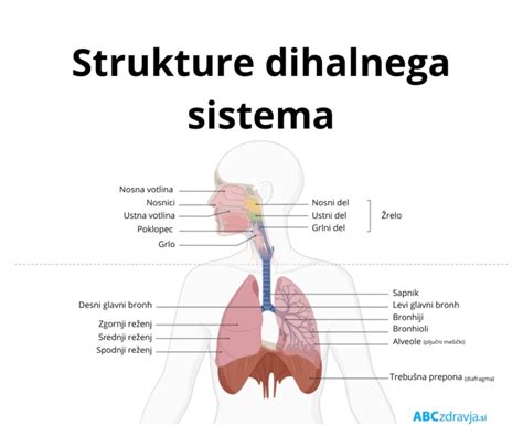 grafični prikaz diafragmatičnega dihanja za povečanje kapacitete pljuč