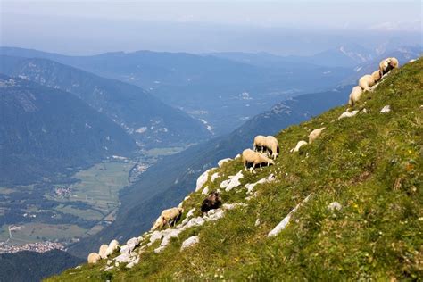 Tematska fotografija ovc na pašniku