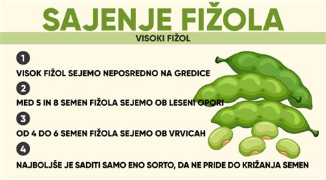 Infografika: Sajenje fižola