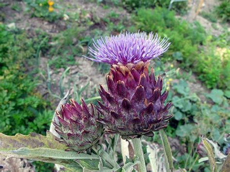 Ilustracija artičoke (Cynara scolsymus)