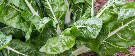 Ilustracija sveže blitve z razloženimi listi in stebli ter seznamom glavnih hranil.