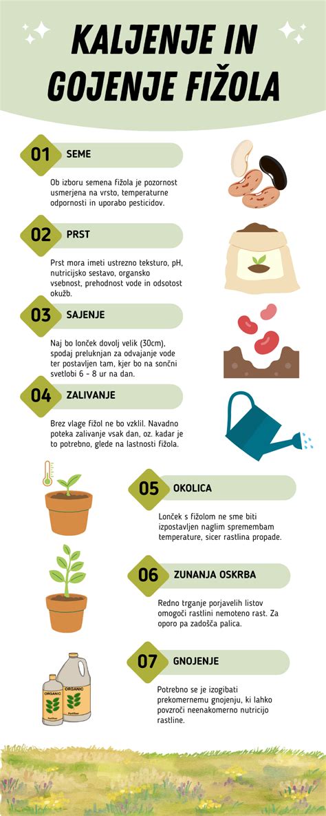 Infografika: Faze zorenja fižola