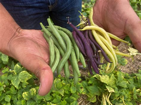 Thematic photo of 'Capitano' green beans growing