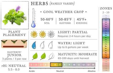 Infographic of ideal soil and sunlight conditions for green beans