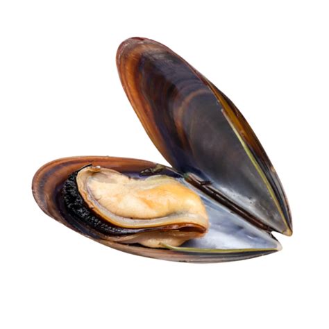 Thematic photo of fresh mussels