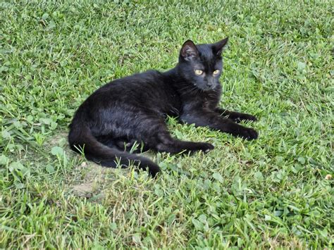 Ilustracija mačk, ki ponazarja pomembnost živali v življenju ljudi.