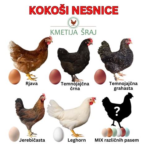 Tabela povprečne letne nesnosti za različne pasme kokoši