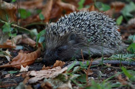 Fotografija afriškega beloprsega ježa v naravnem okolju