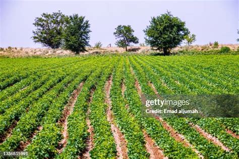 Illustration of white bean field in Kyrgyzstan