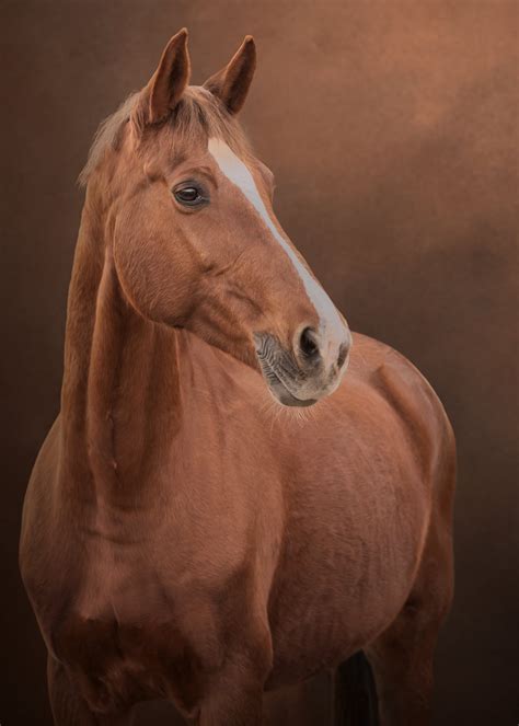 Fotografija konja, ki je oves