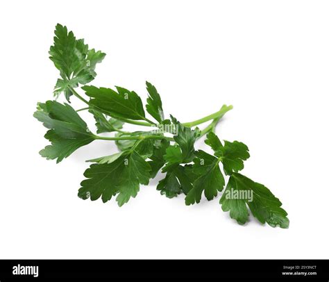 Thematic photo of fresh parsley sprigs