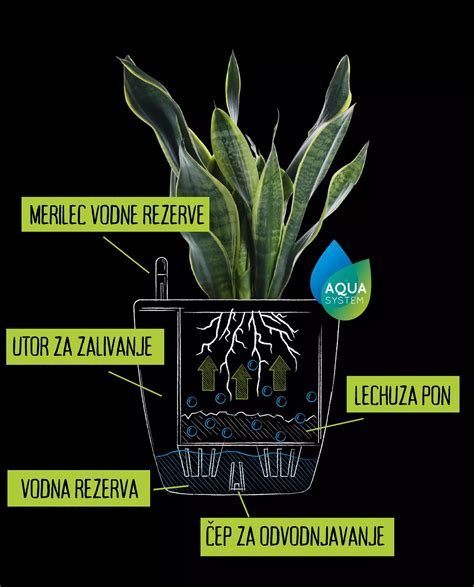 Zalivanje solate v vročih poletnih dneh
