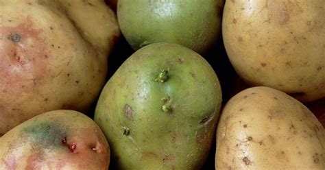 zeleni krompir z oznako strupeno