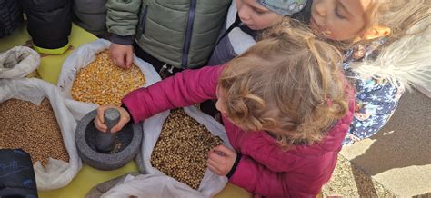 Ilustracija zrn pirinega žita in moke.