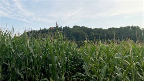 Polje koruze in koruzna zrna